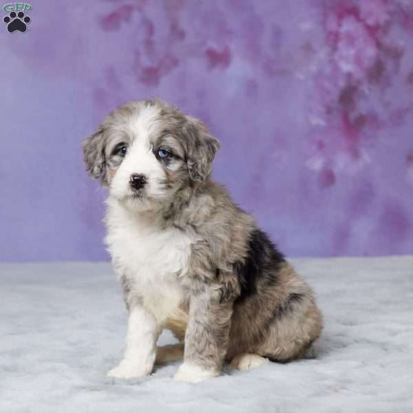Willow, Mini Bernedoodle Puppy